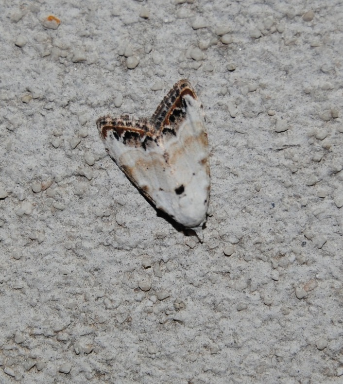 Identificazione - Nola chlamitulalis